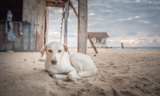 Illustration de l'article : 20 photos de chiens errants réalisées par un passionné et prouvant qu'ils continuent à sourire à la vie malgré sa difficulté
