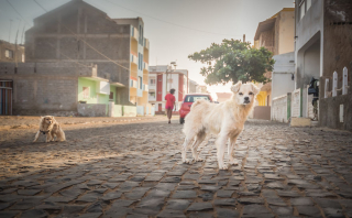 Illustration de l'article : 20 photos de chiens errants réalisées par un passionné et prouvant qu'ils continuent à sourire à la vie malgré sa difficulté