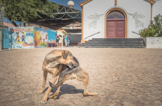 Illustration de l'article : 20 photos de chiens errants réalisées par un passionné et prouvant qu'ils continuent à sourire à la vie malgré sa difficulté