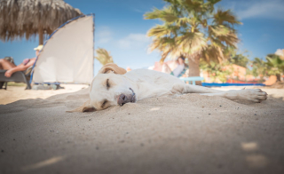 Illustration de l'article : 20 photos de chiens errants réalisées par un passionné et prouvant qu'ils continuent à sourire à la vie malgré sa difficulté