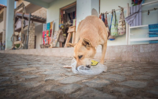 Illustration de l'article : 20 photos de chiens errants réalisées par un passionné et prouvant qu'ils continuent à sourire à la vie malgré sa difficulté