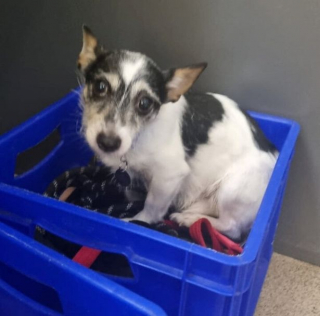 Illustration de l'article : Un chien volé, retrouvé et rendu à son propriétaire après plus d’un an de recherches