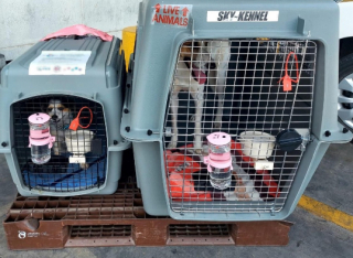 Illustration de l'article : Un couple de militaires doit surmonter des obstacles pour adopter 2 chiennes sauvées au Moyen-Orient