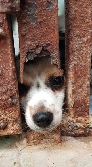 Illustration de l'article : Un couple de militaires doit surmonter des obstacles pour adopter 2 chiennes sauvées au Moyen-Orient