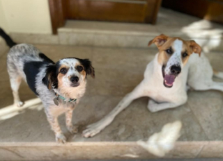 Illustration de l'article : Un couple de militaires doit surmonter des obstacles pour adopter 2 chiennes sauvées au Moyen-Orient