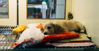 Illustration de l'article : Un nouveau test permettant de détecter de manière précoce le cancer chez les chiens a obtenu sa validation clinique