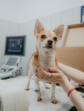 Illustration de l'article : Un nouveau test permettant de détecter de manière précoce le cancer chez les chiens a obtenu sa validation clinique