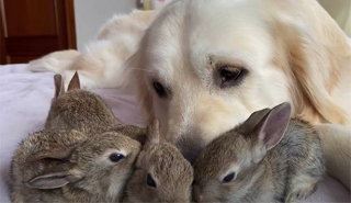 Illustration de l'article : Ce Golden Retriever devient une star des réseaux grâce à son amitié avec des bébés lapins