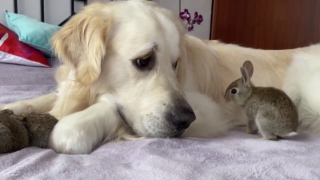 Illustration de l'article : Ce Golden Retriever devient une star des réseaux grâce à son amitié avec des bébés lapins