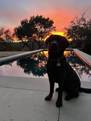 Illustration de l'article : 20 photos de Labrador Retrievers montrant que ces chiens ne sont que gaieté et douceur