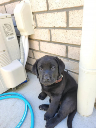 Illustration de l'article : 20 photos de Labrador Retrievers montrant que ces chiens ne sont que gaieté et douceur