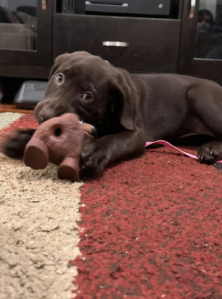 Illustration de l'article : 20 photos de Labrador Retrievers montrant que ces chiens ne sont que gaieté et douceur