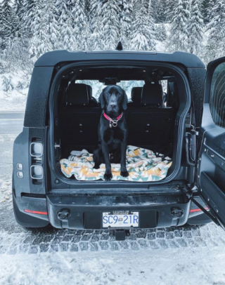 Illustration de l'article : 20 photos de Labrador Retrievers montrant que ces chiens ne sont que gaieté et douceur