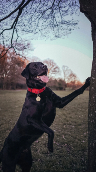 Illustration de l'article : 20 photos de Labrador Retrievers montrant que ces chiens ne sont que gaieté et douceur