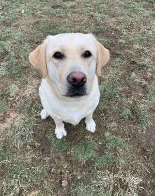 Illustration de l'article : 20 photos de Labrador Retrievers montrant que ces chiens ne sont que gaieté et douceur