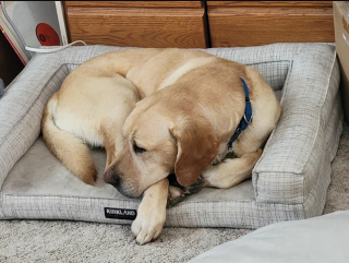 Illustration de l'article : 20 photos de Labrador Retrievers montrant que ces chiens ne sont que gaieté et douceur