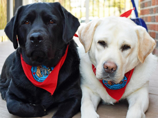 Illustration de l'article : 20 photos de Labrador Retrievers montrant que ces chiens ne sont que gaieté et douceur