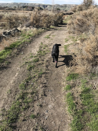 Illustration de l'article : 20 photos de Labrador Retrievers montrant que ces chiens ne sont que gaieté et douceur