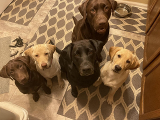 Illustration de l'article : 20 photos de Labrador Retrievers montrant que ces chiens ne sont que gaieté et douceur