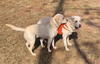 Illustration de l'article : 20 photos de Labrador Retrievers montrant que ces chiens ne sont que gaieté et douceur