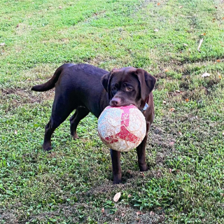 Illustration de l'article : 20 photos de Labrador Retrievers montrant que ces chiens ne sont que gaieté et douceur
