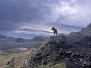Illustration de l'article : 20 photos de Labrador Retrievers montrant que ces chiens ne sont que gaieté et douceur