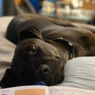 Illustration de l'article : 20 photos de Labrador Retrievers montrant que ces chiens ne sont que gaieté et douceur