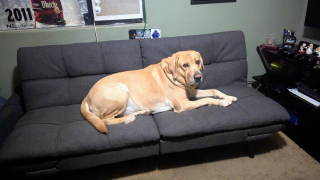 Illustration de l'article : 20 photos de Labrador Retrievers montrant que ces chiens ne sont que gaieté et douceur