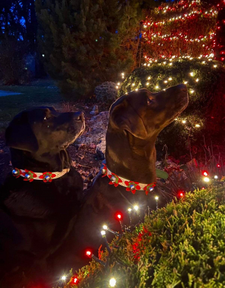 Illustration de l'article : 20 photos de Labrador Retrievers montrant que ces chiens ne sont que gaieté et douceur