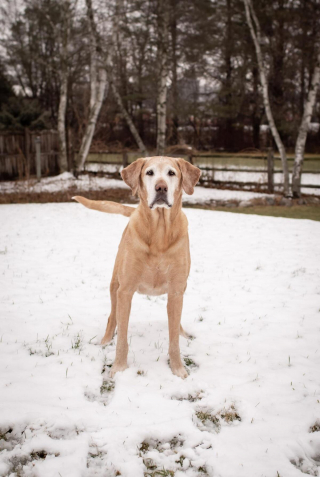 Illustration de l'article : 20 photos de Labrador Retrievers montrant que ces chiens ne sont que gaieté et douceur