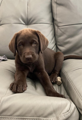 Illustration de l'article : 20 photos de Labrador Retrievers montrant que ces chiens ne sont que gaieté et douceur