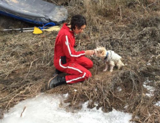 Illustration de l'article : Un chien espère échapper à l'abandon malgré son sauvetage lors d'un accident dans les montagnes où son maître a perdu la vie