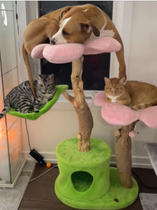 Illustration de l'article : Luna, la femelle Pitbull qui se prend pour la reine de la jungle sur un arbre à chat (vidéo)