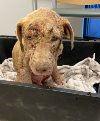 Illustration de l'article : Hank, un chien maltraité et atteint de la gale, devient célèbre après sa transformation extrême