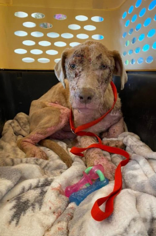 Illustration de l'article : Hank, un chien maltraité et atteint de la gale, devient célèbre après sa transformation extrême