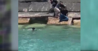 Illustration de l'article : Deux hommes risquent leur vie pour tenter de sauver un chien de la noyade sur le lac Michigan