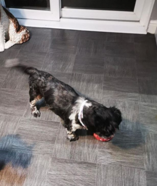 Illustration de l'article : Une femme refuse de mettre fin aux souffrances de son chien paralysé et opte pour un traitement holistique