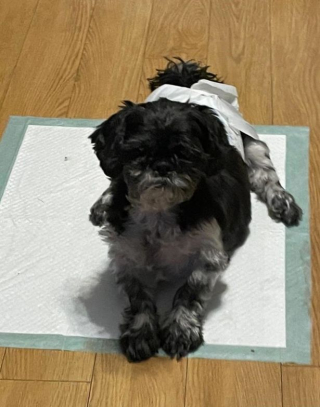 Illustration de l'article : Une femme refuse de mettre fin aux souffrances de son chien paralysé et opte pour un traitement holistique