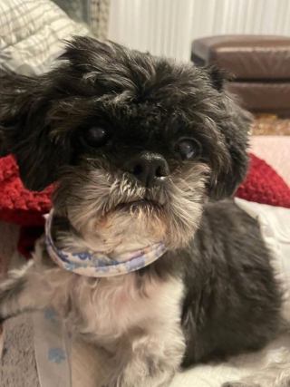 Illustration de l'article : Une femme refuse de mettre fin aux souffrances de son chien paralysé et opte pour un traitement holistique