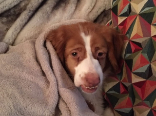 Illustration de l'article : En raison de ses malformations, un chien passe 8 mois dans un refuge, sans que personne ne souhaite l’adopter