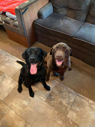 Illustration de l'article : Un chien de 30 kilos soulevé par une tornade, sous les yeux stupéfaits de sa famille (vidéo)