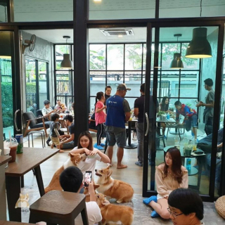 Illustration de l'article : 13 photos d'un caf&eacute; unique en son genre o&ugrave; les Corgis sont rois