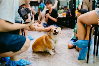Illustration de l'article : 13 photos d'un café unique en son genre où les Corgis sont rois