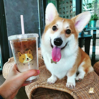 Illustration de l'article : 13 photos d'un café unique en son genre où les Corgis sont rois
