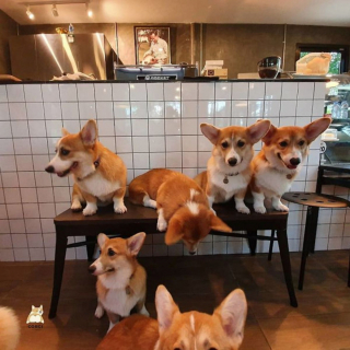 Illustration de l'article : 13 photos d'un café unique en son genre où les Corgis sont rois