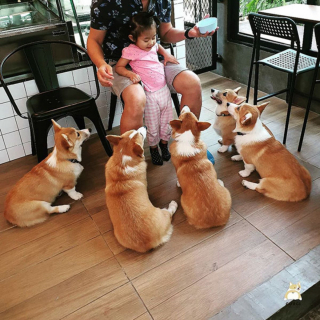 Illustration de l'article : 13 photos d'un café unique en son genre où les Corgis sont rois