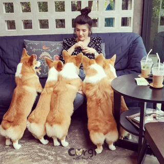 Illustration de l'article : 13 photos d'un caf&eacute; unique en son genre o&ugrave; les Corgis sont rois