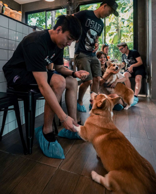 Illustration de l'article : 13 photos d'un café unique en son genre où les Corgis sont rois