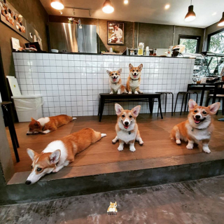 Illustration de l'article : 13 photos d'un café unique en son genre où les Corgis sont rois