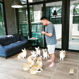 Illustration de l'article : 13 photos d'un café unique en son genre où les Corgis sont rois